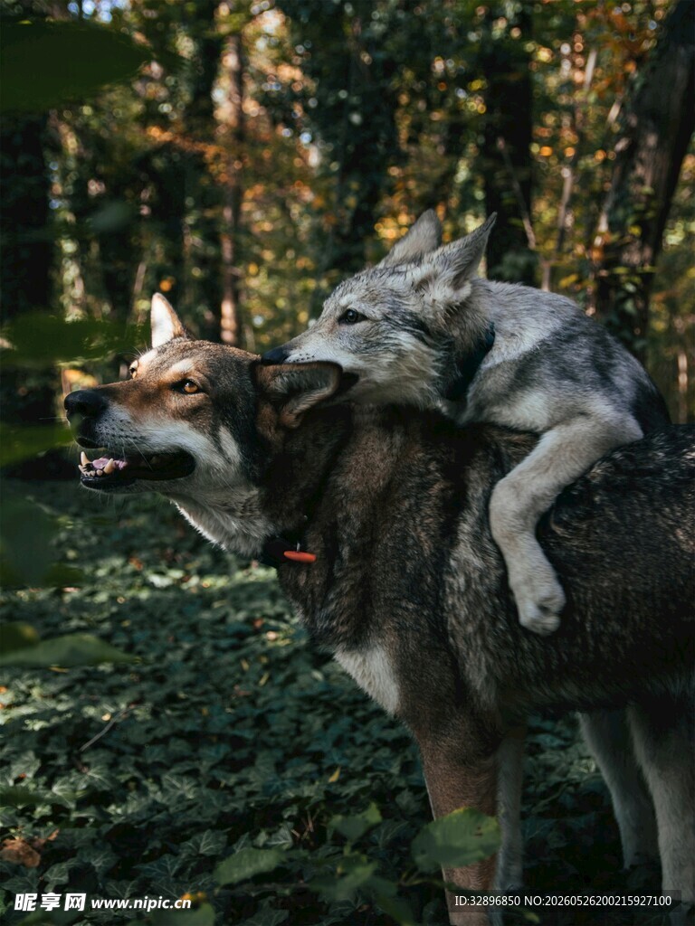 两只狼互动雕塑于丛林中