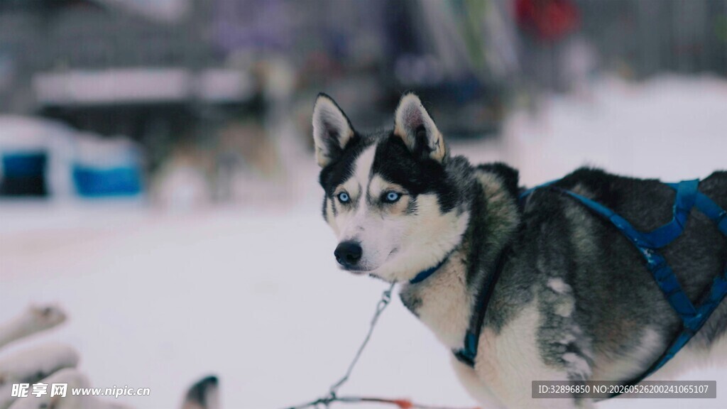 雪地中的拉雪橇哈士奇