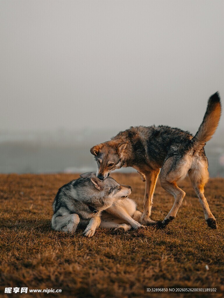 两犬嬉戏于开阔草地