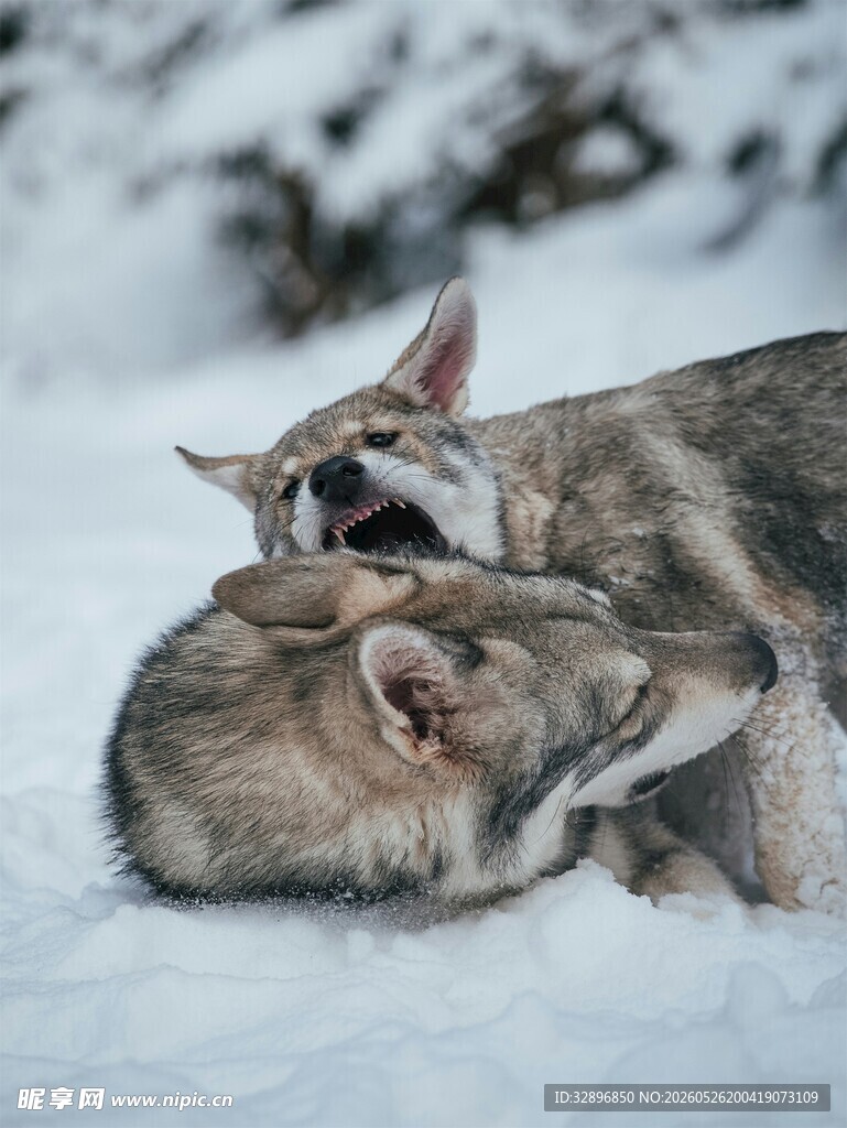 雪地中嬉戏的两只狼