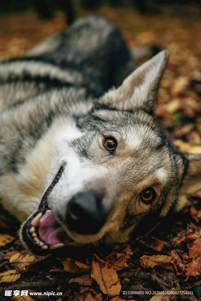 躺卧的狼犬露出开心神态