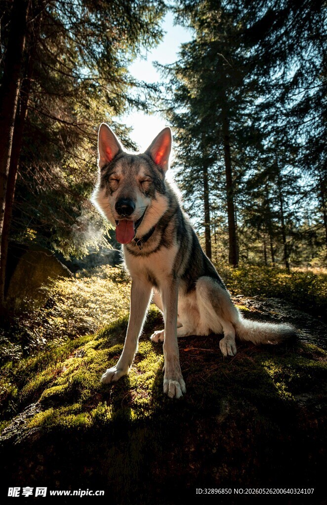 林间犬影
