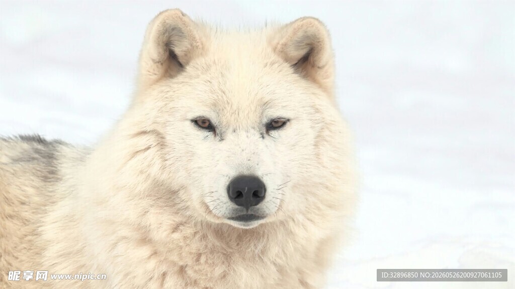 雪地中的白毛犬