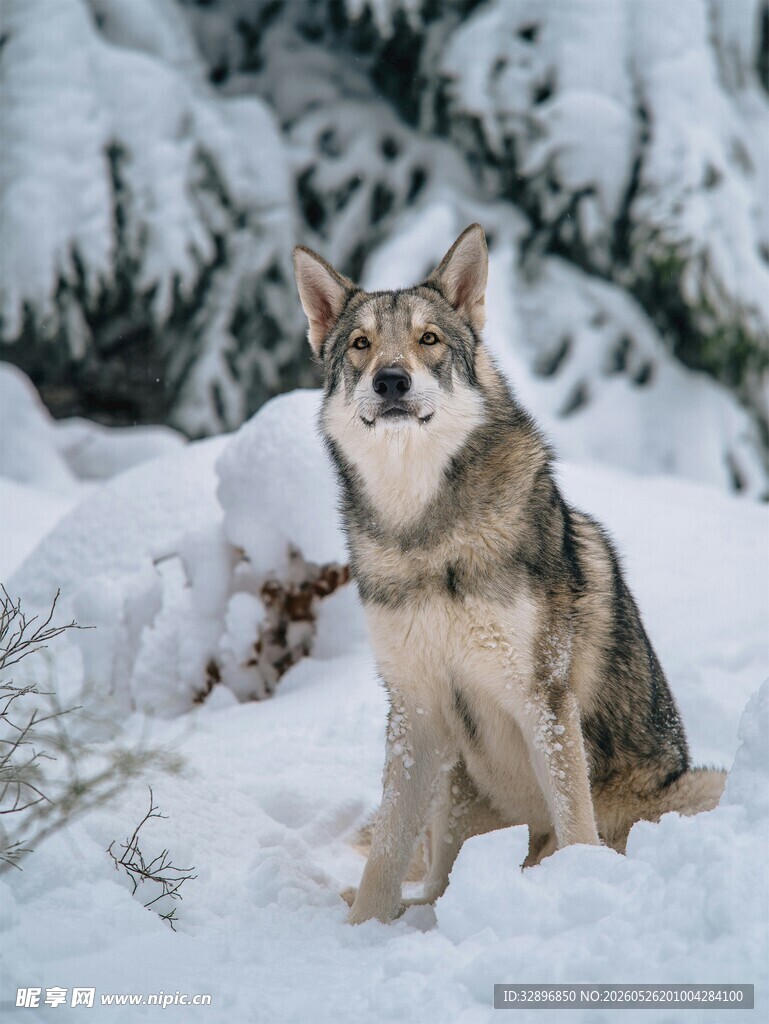 雪地中的警觉德国牧羊犬