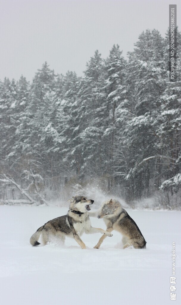 雪地中的狼群