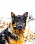雪地中的德国牧羊犬