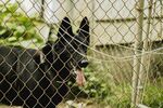 围栏边的黑犬