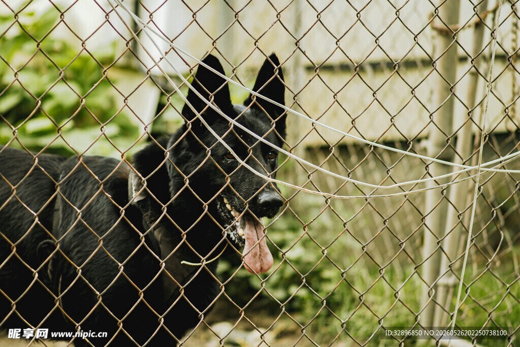 围栏边的黑犬