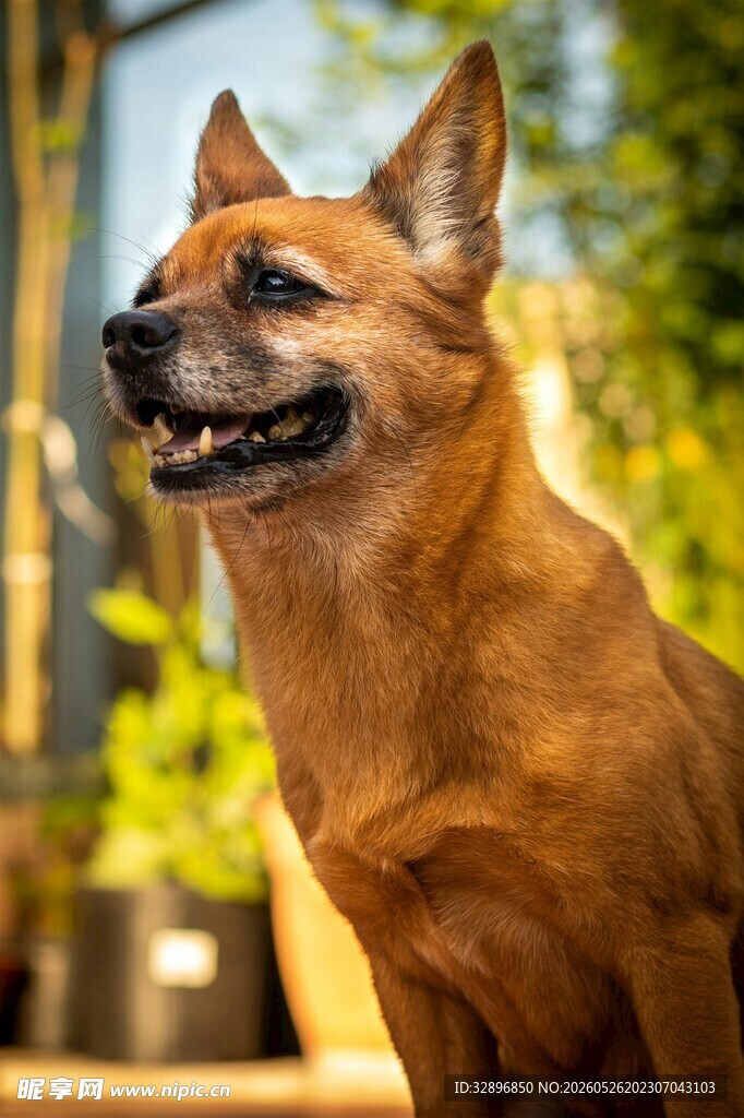 棕色萌犬户外开心模样