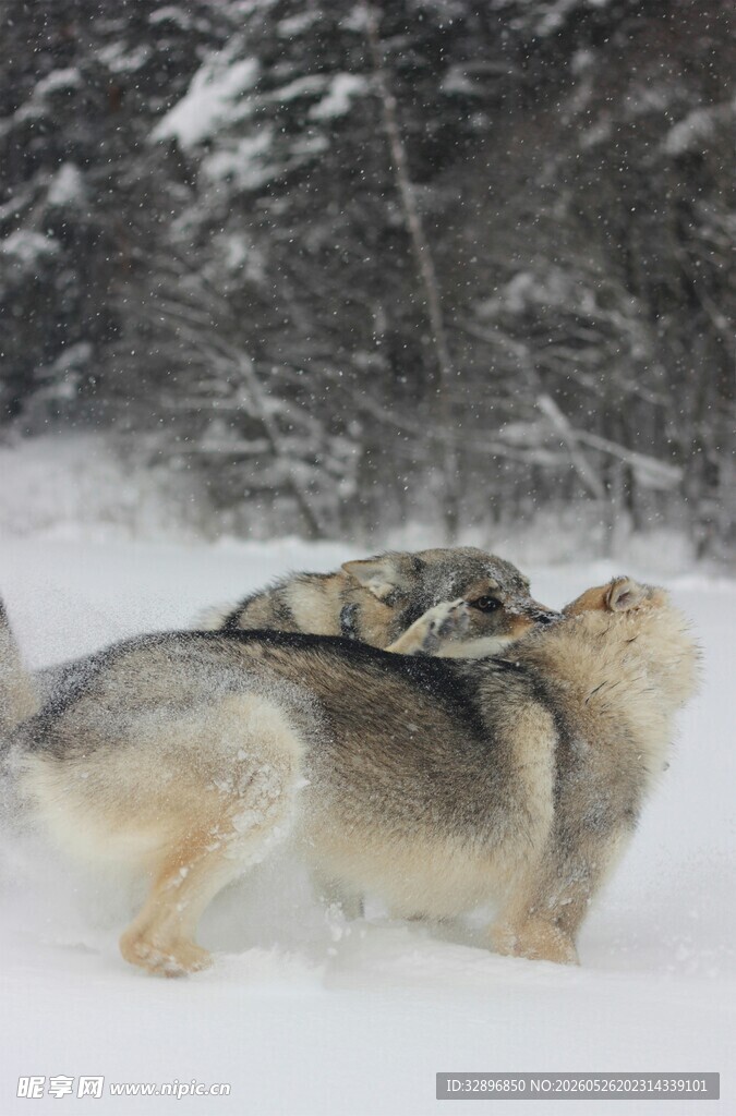 雪地中嚎叫的几只哈士奇