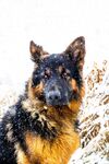 雪地中的德国牧羊犬