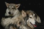 两只毛发蓬松的犬类