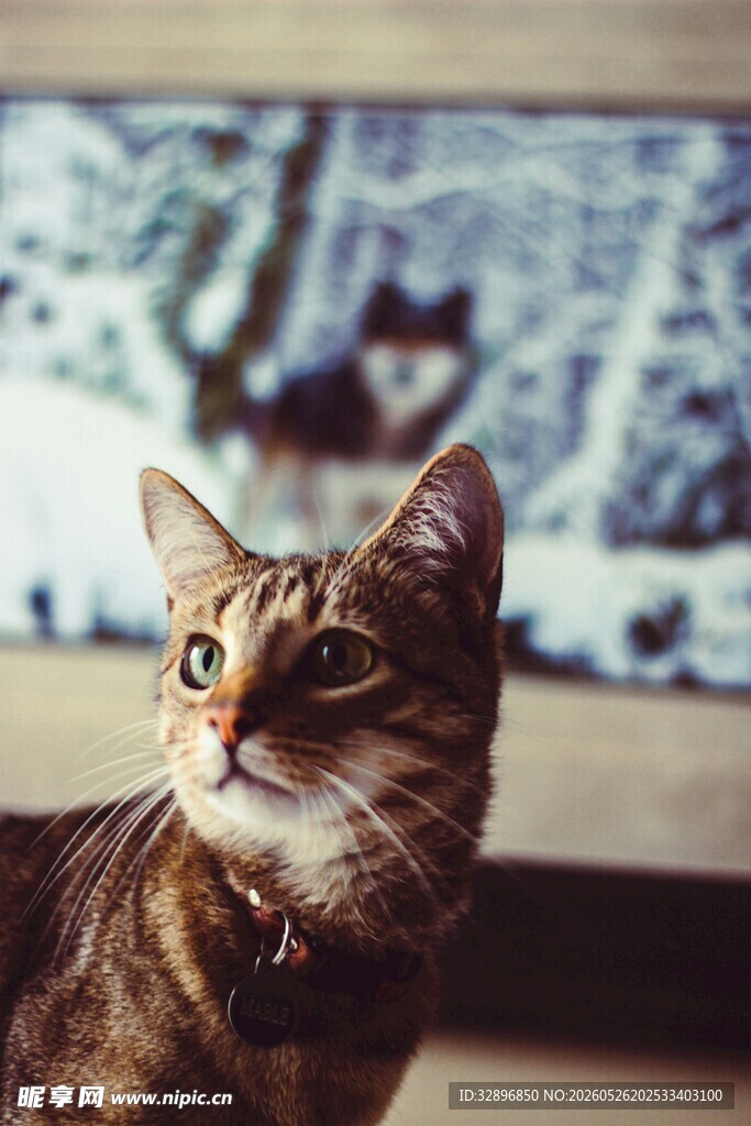 窗边抬头的斑纹猫咪