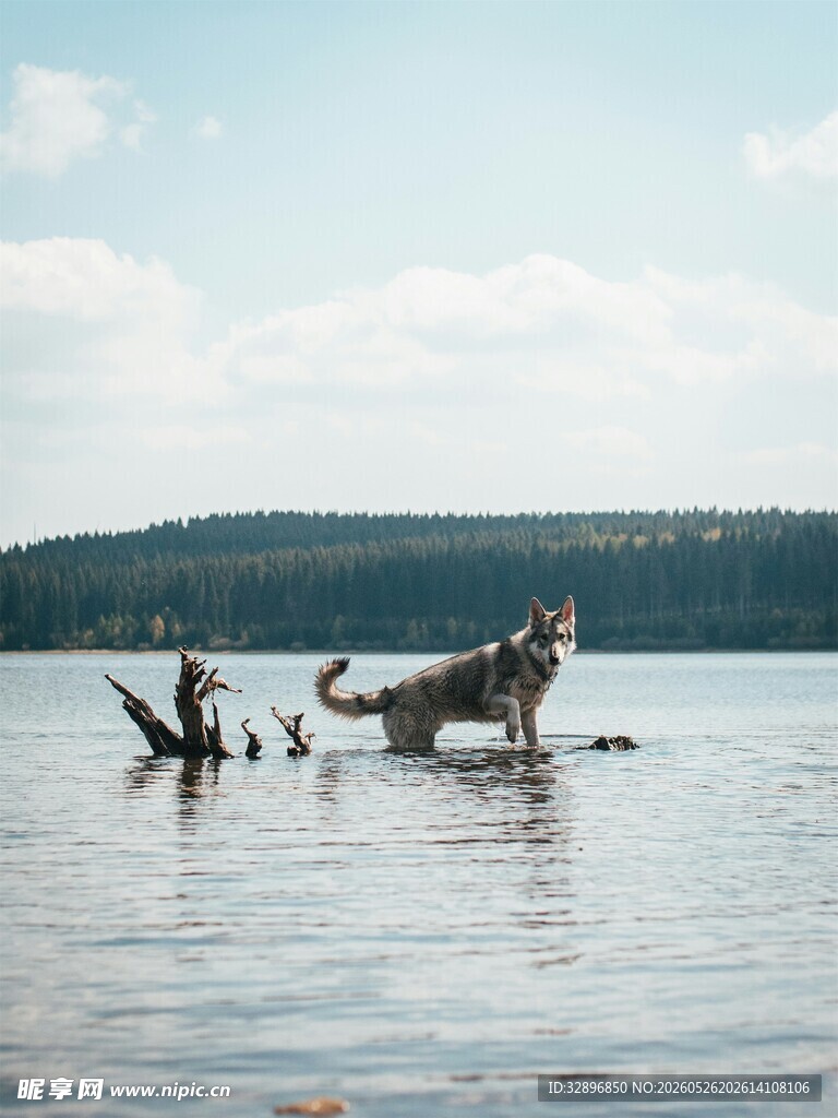 水中枯木静谧湖景