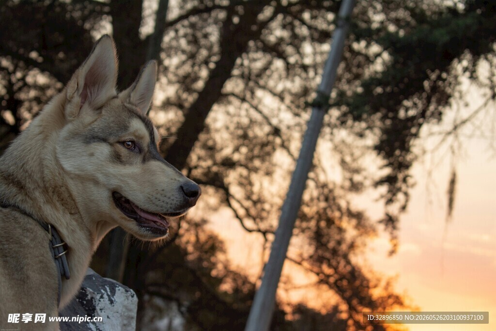夕阳下的狗狗
