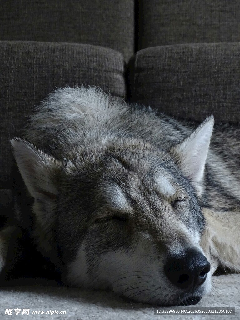 熟睡的狼犬