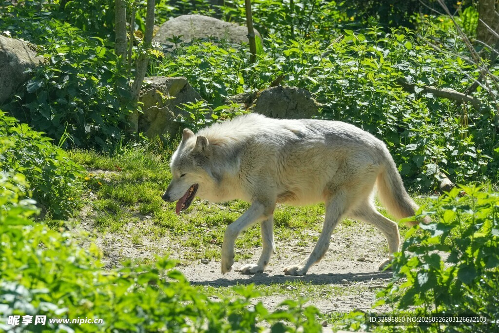 森林中独行的灰白色野狼