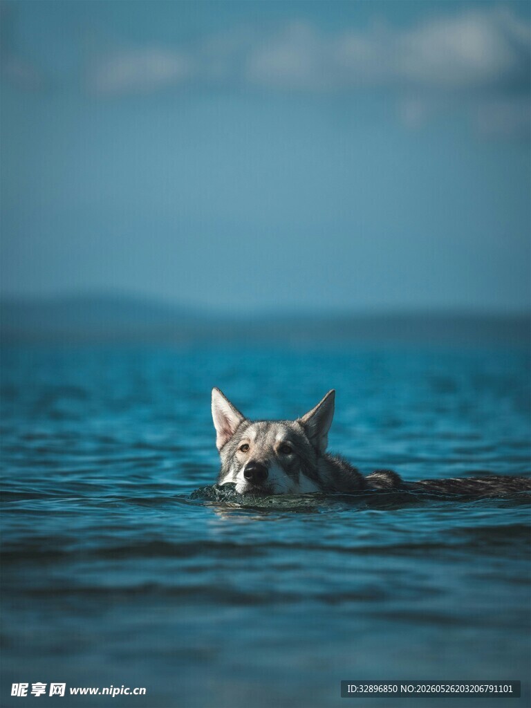 水中畅游的狗狗