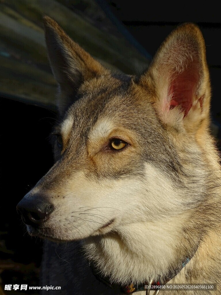 帅气的宠物狼犬特写