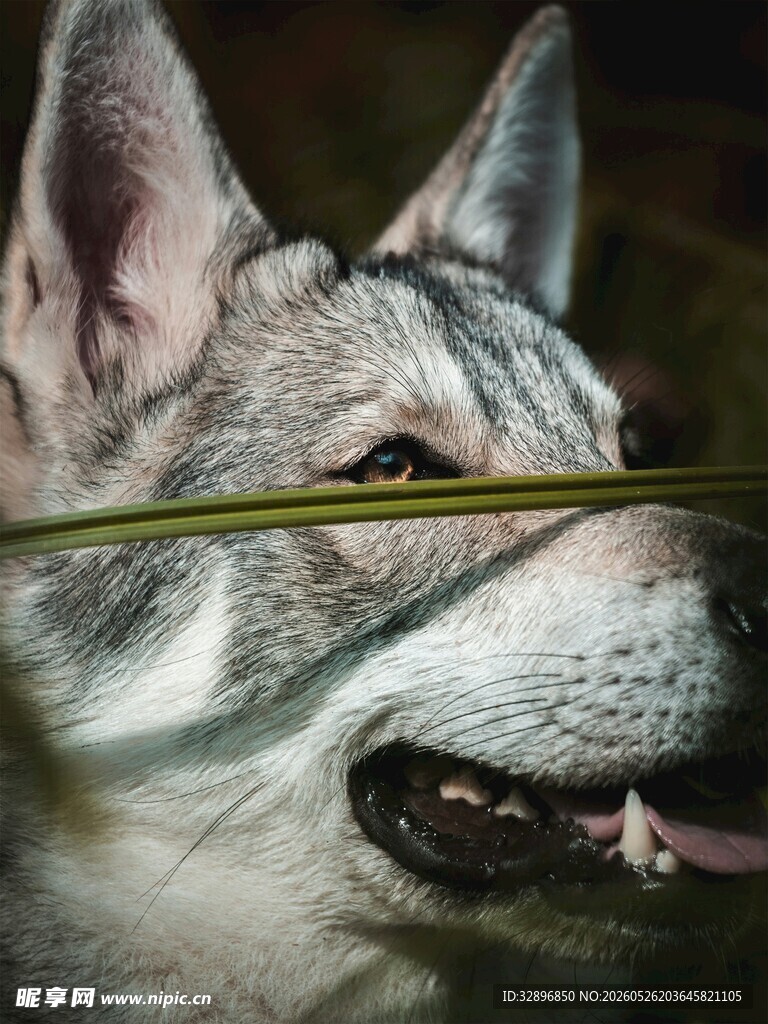 狼的特写半遮面的野性