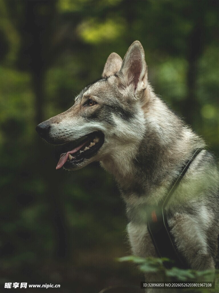 森林中的帅气狼犬