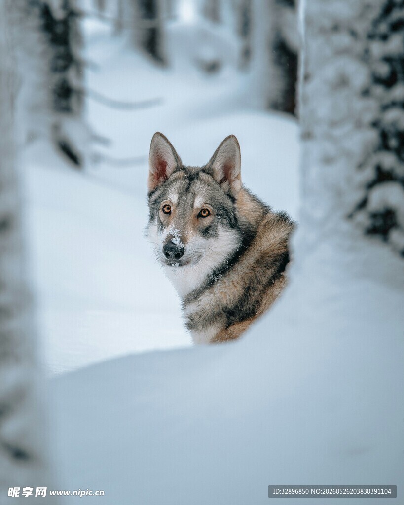 雪地中的警觉犬