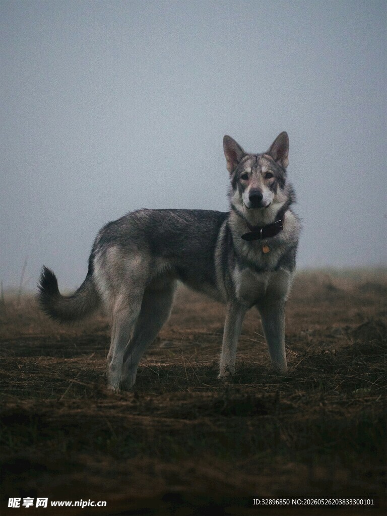 雾中站立的帅气牧羊犬