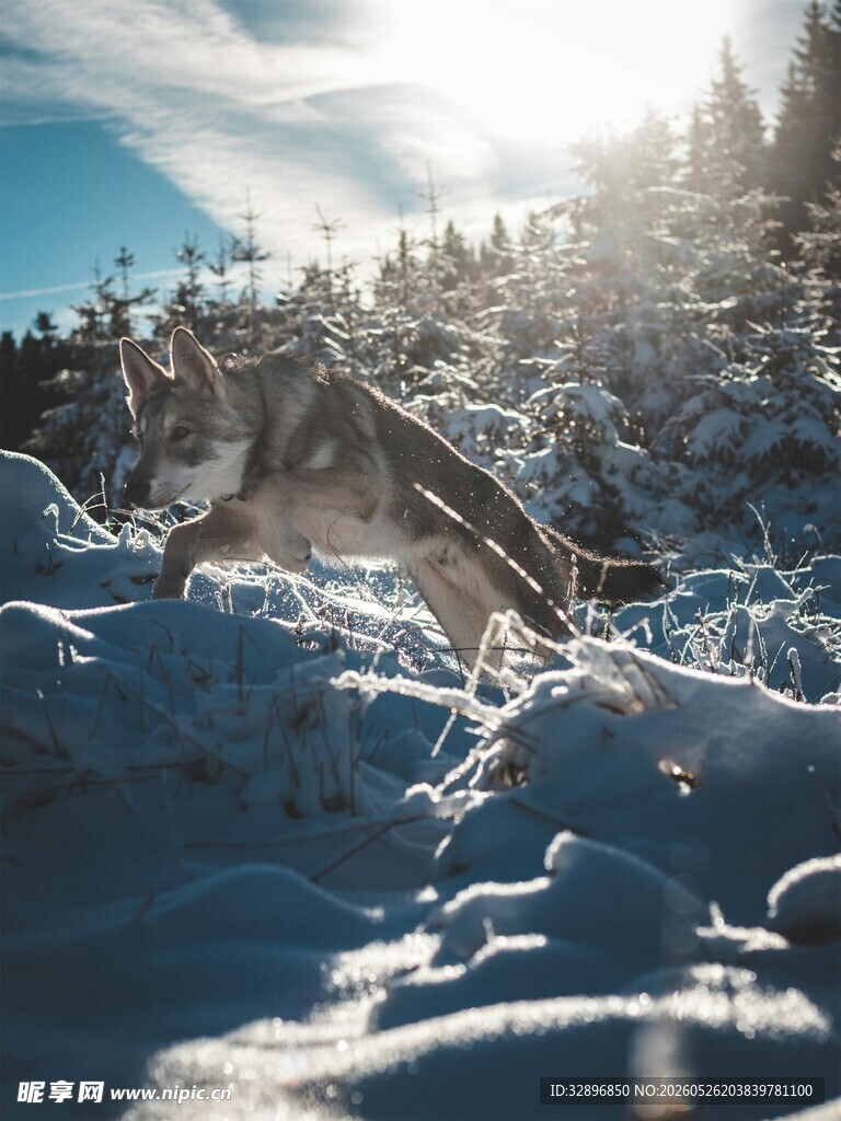 雪地中奔跑的狼