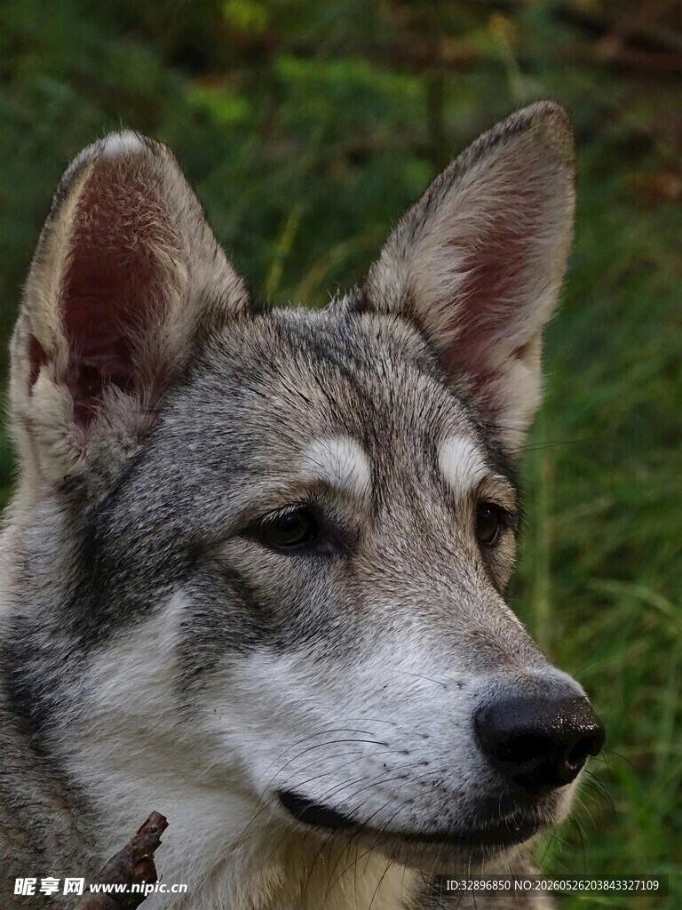 狼犬特写
