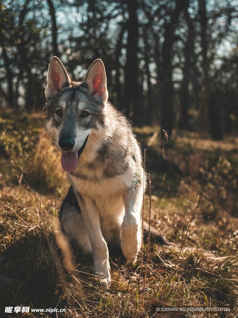 户外草地中的帅气牧羊犬