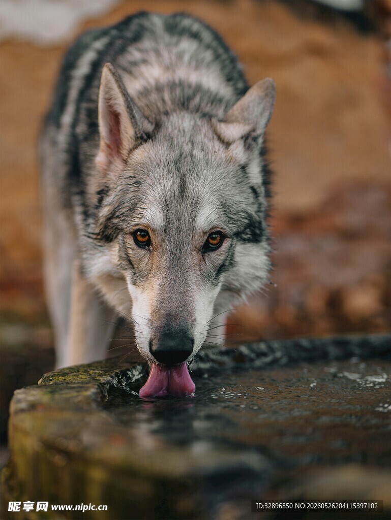 灰狼伸舌饮水瞬间