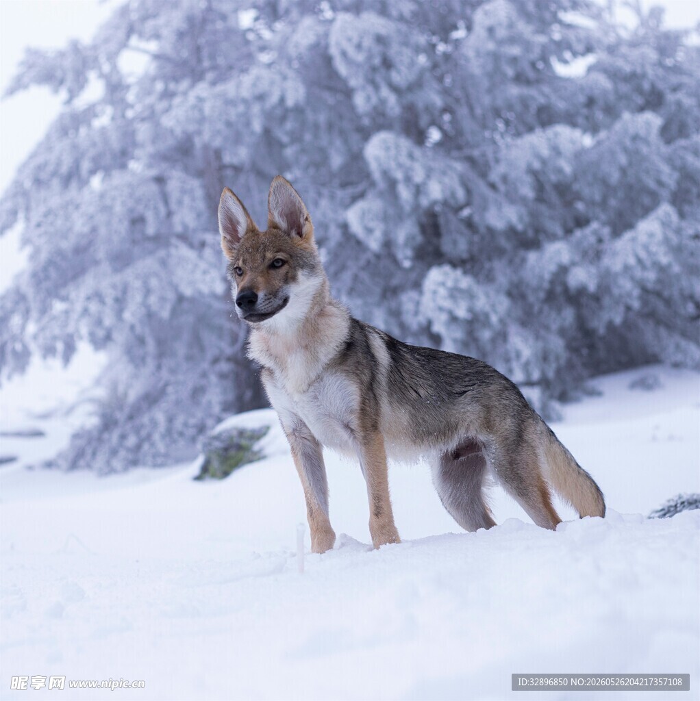 雪地中的帅气德国牧羊犬