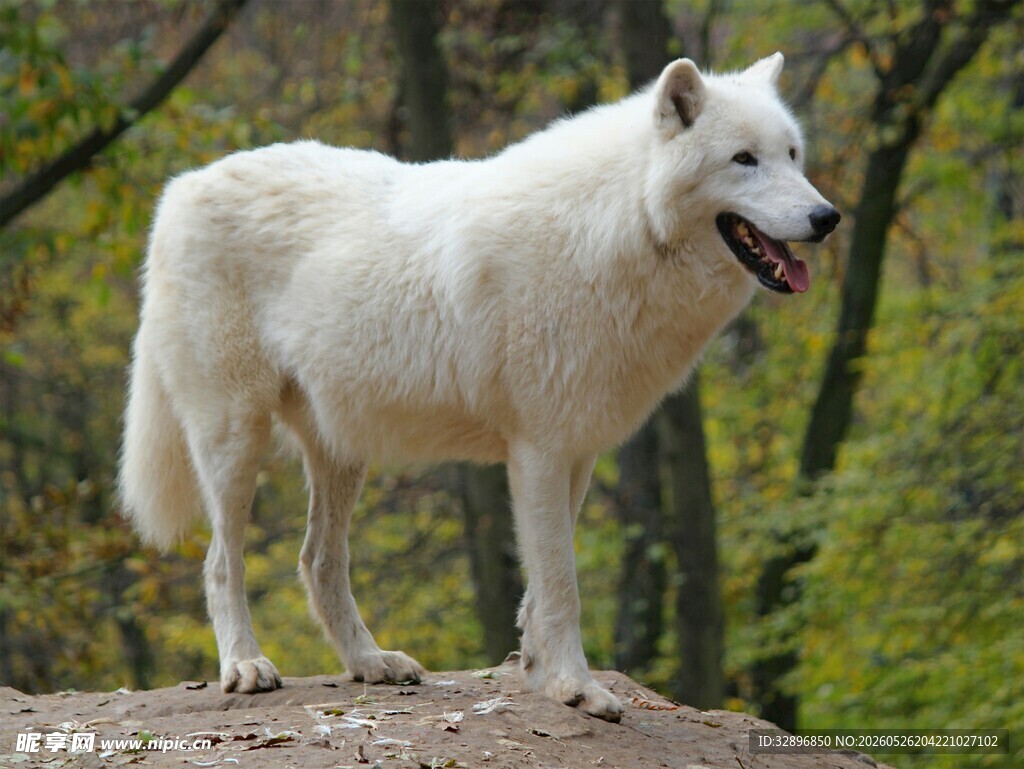 雪地白犬立于林间巨石