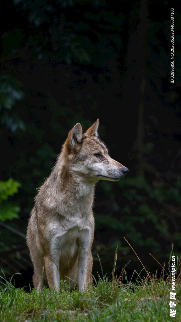 草地上的警觉野犬