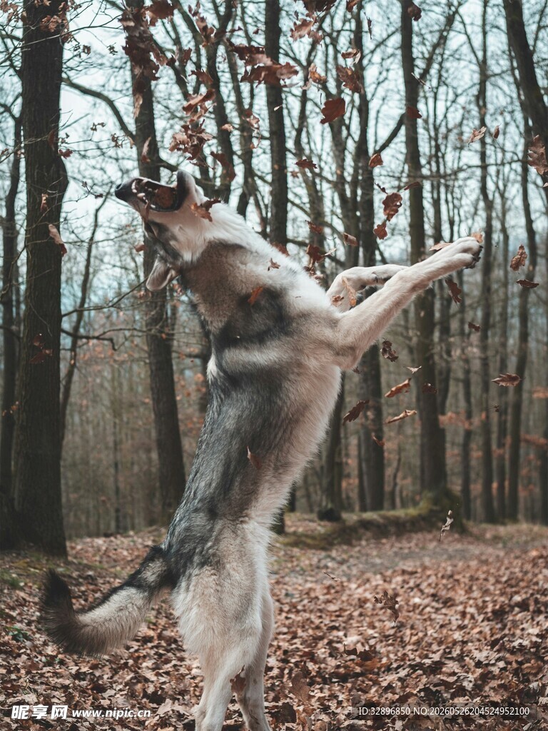 跃起的猎犬在秋日树林间
