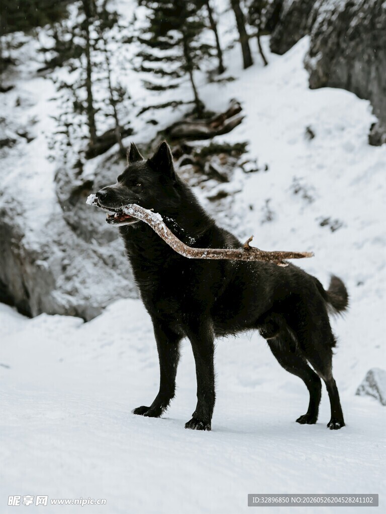 雪地中的黑山羊