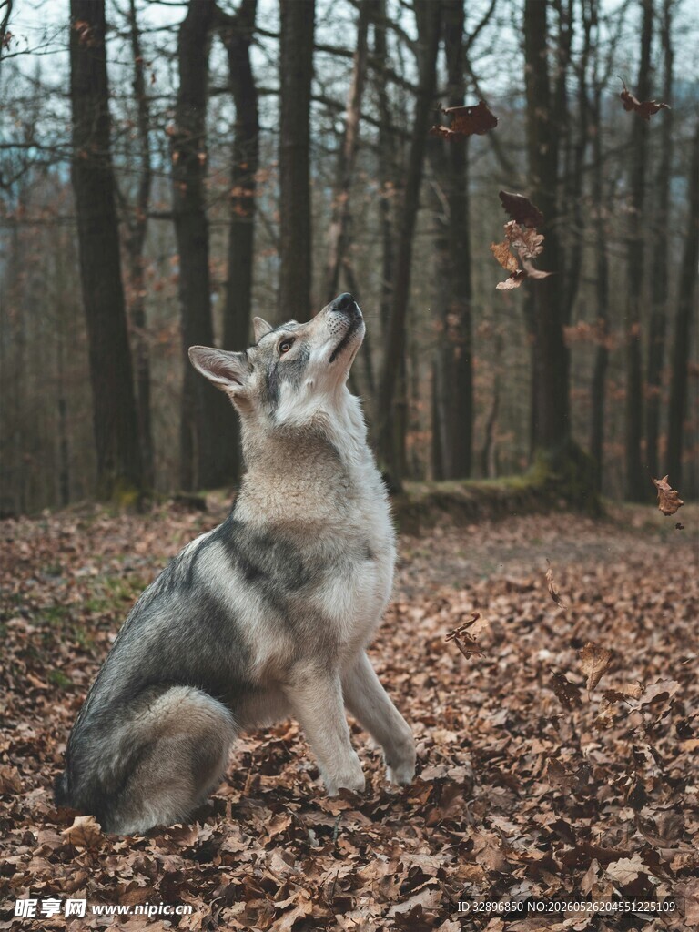 林间坐立望鸟的帅气犬