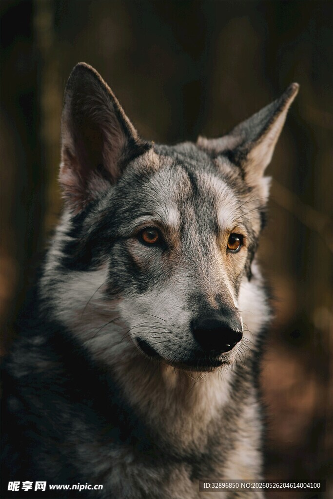 凝视的狼犬