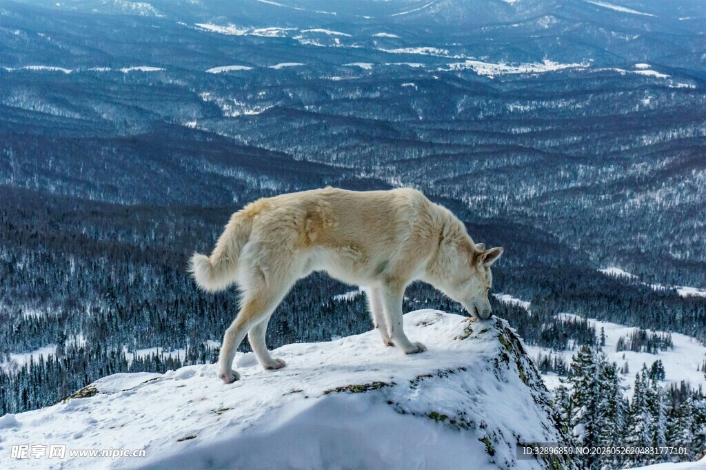 雪山顶上的孤独牧羊犬