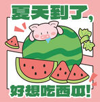 夏日萌猪馋西瓜