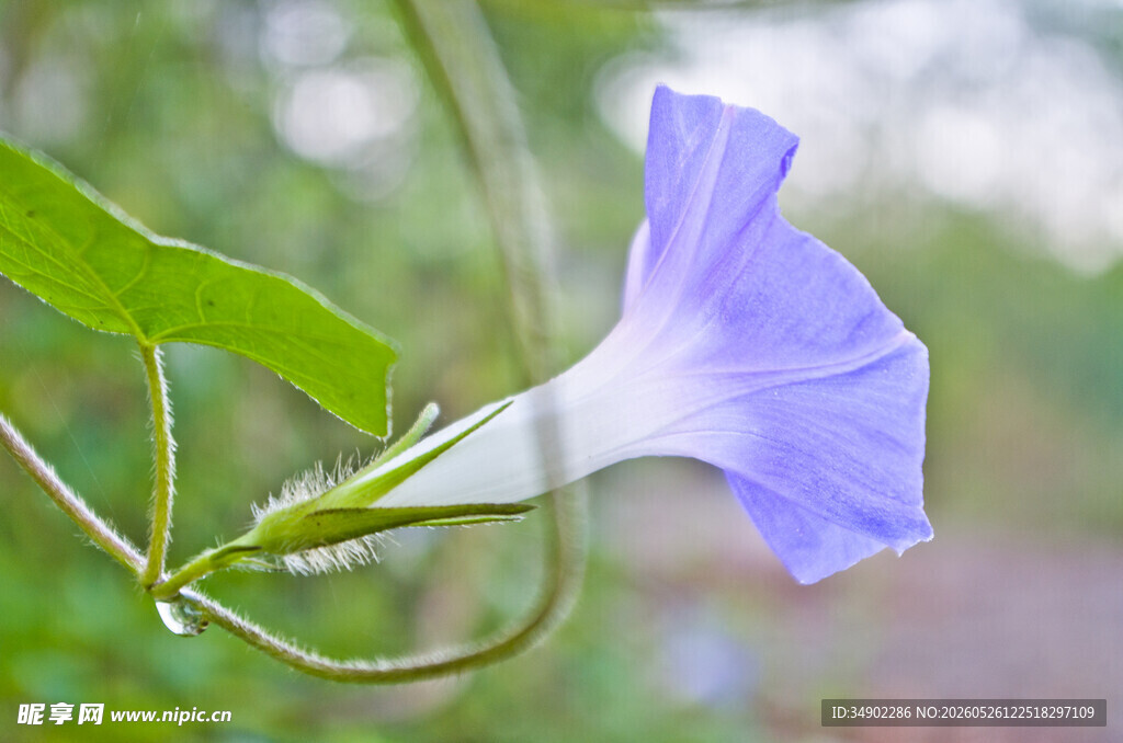 蓝牵牛花特写