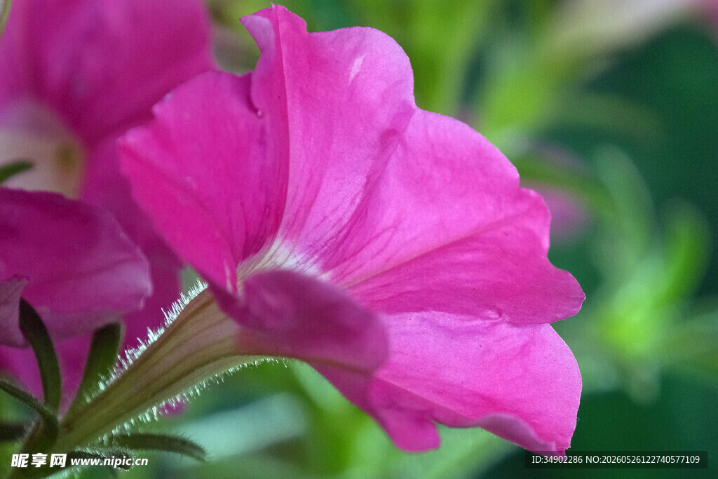 娇艳粉色矮牵牛花