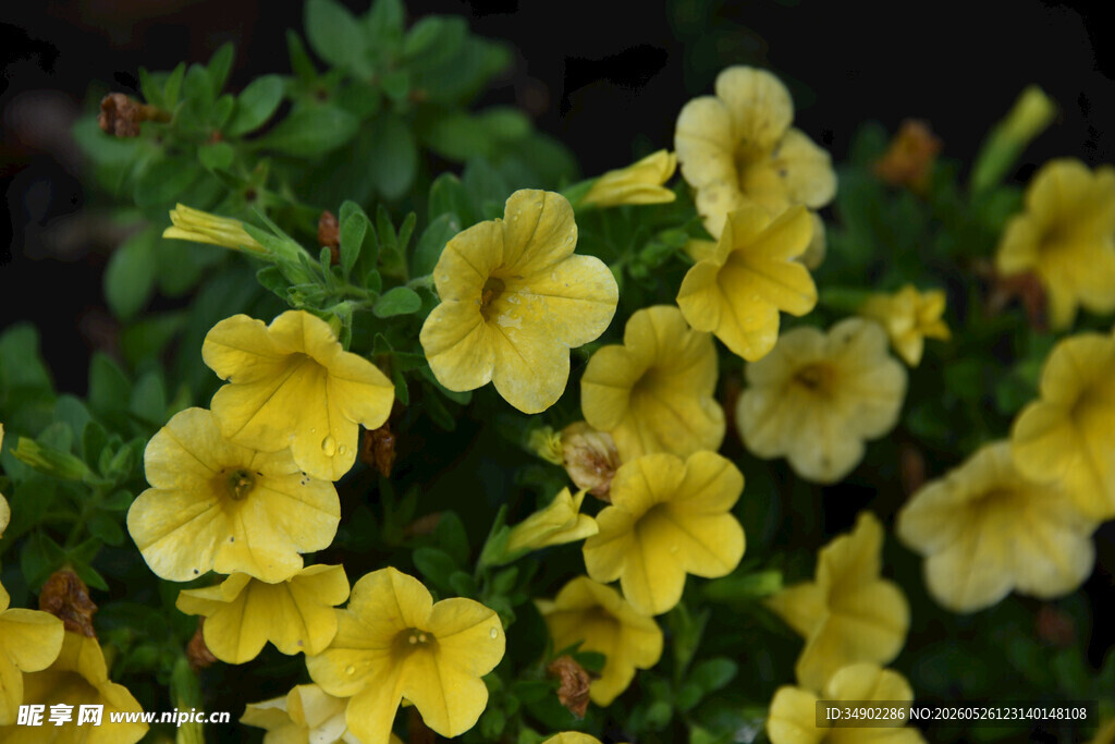 黄色矮牵牛花绽放