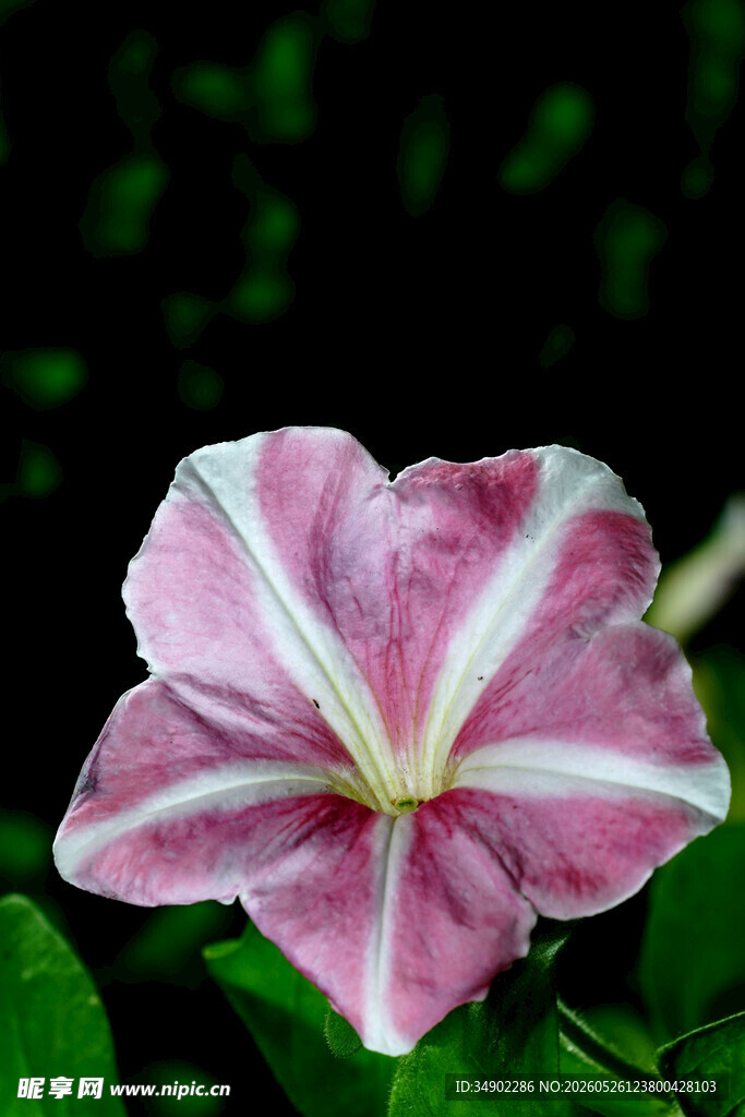 粉色条纹牵牛花特写