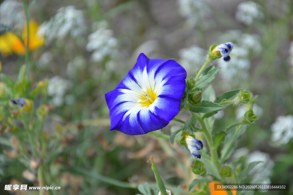 蓝白小花绽放于草丛中