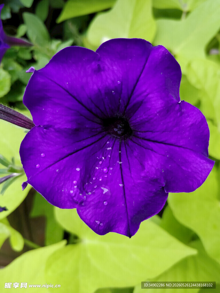 紫色牵牛花特写