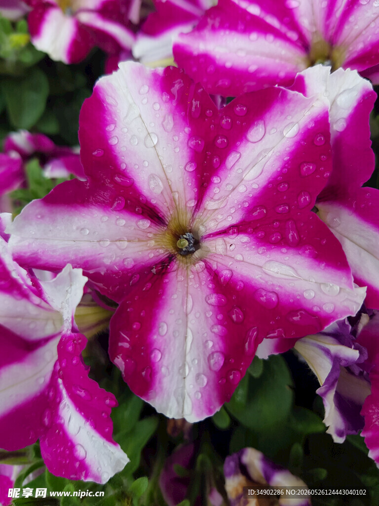 粉白条纹矮牵牛花特写