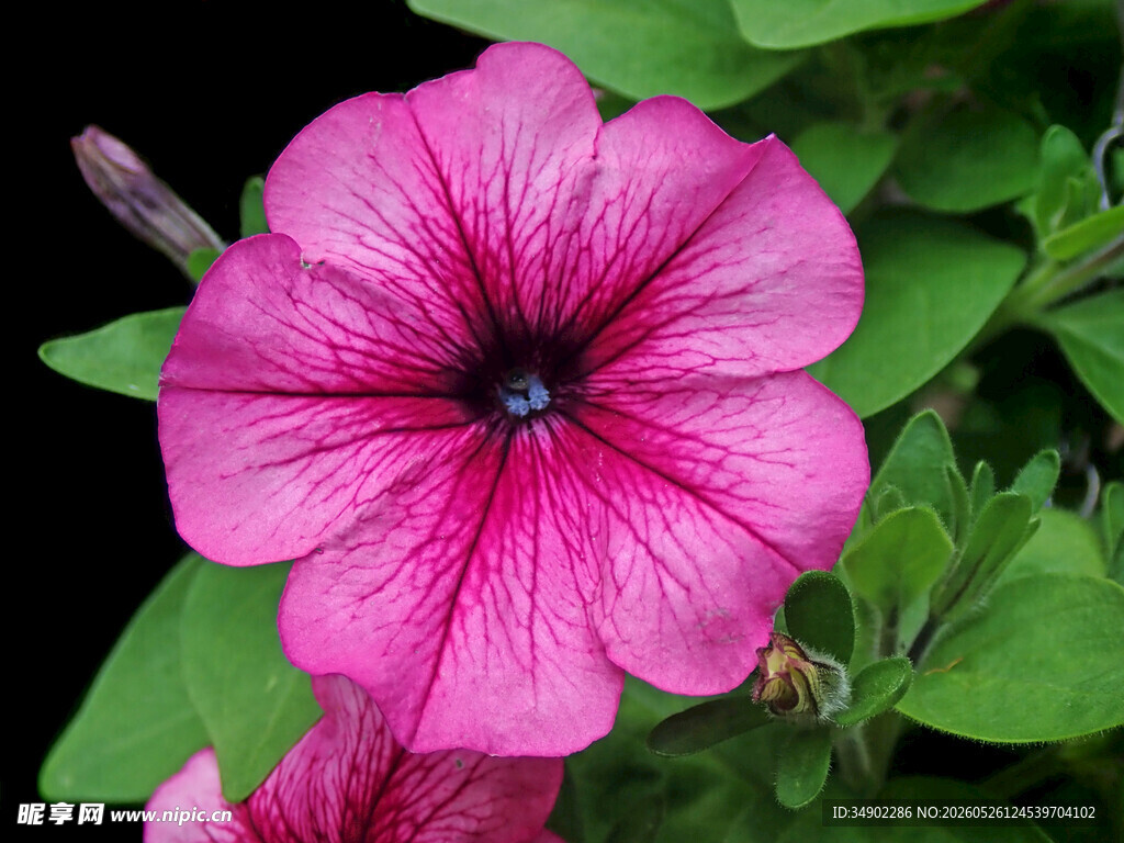 娇艳粉色矮牵牛花特写