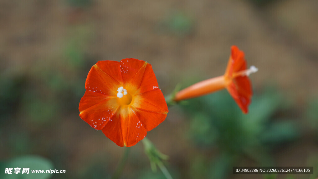 橙红色牵牛花特写