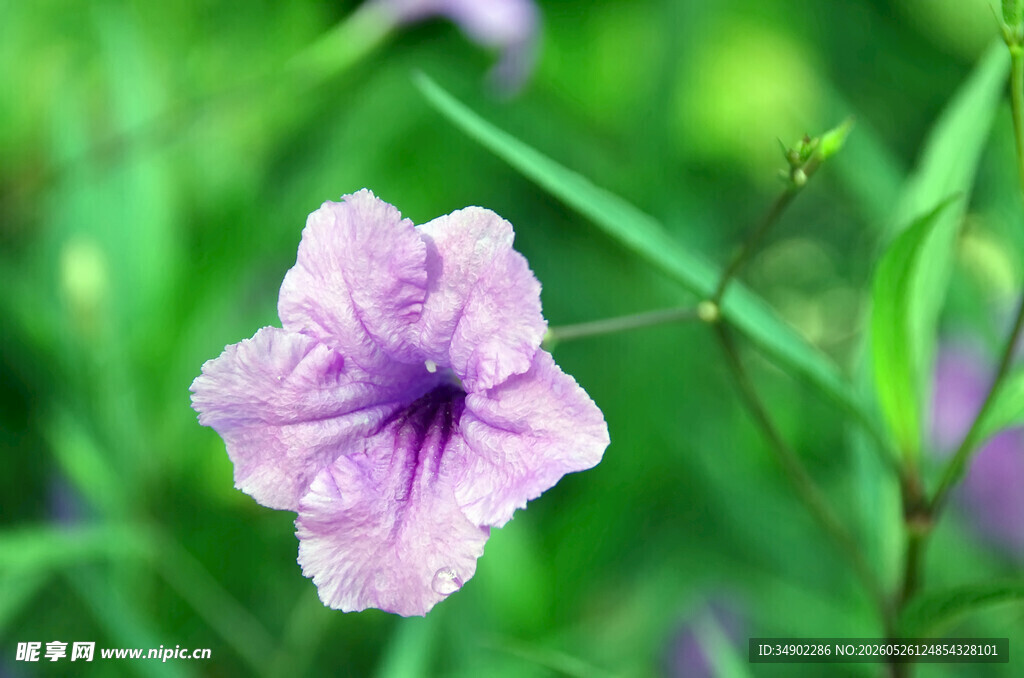 淡紫色小花绽放绿意间